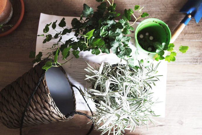 Houseplants that benefit your skin