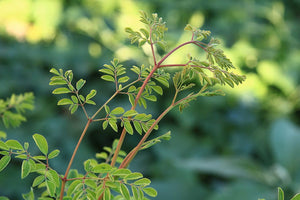 What is Moringa Oleifera and How Does it Benefit the Skin?